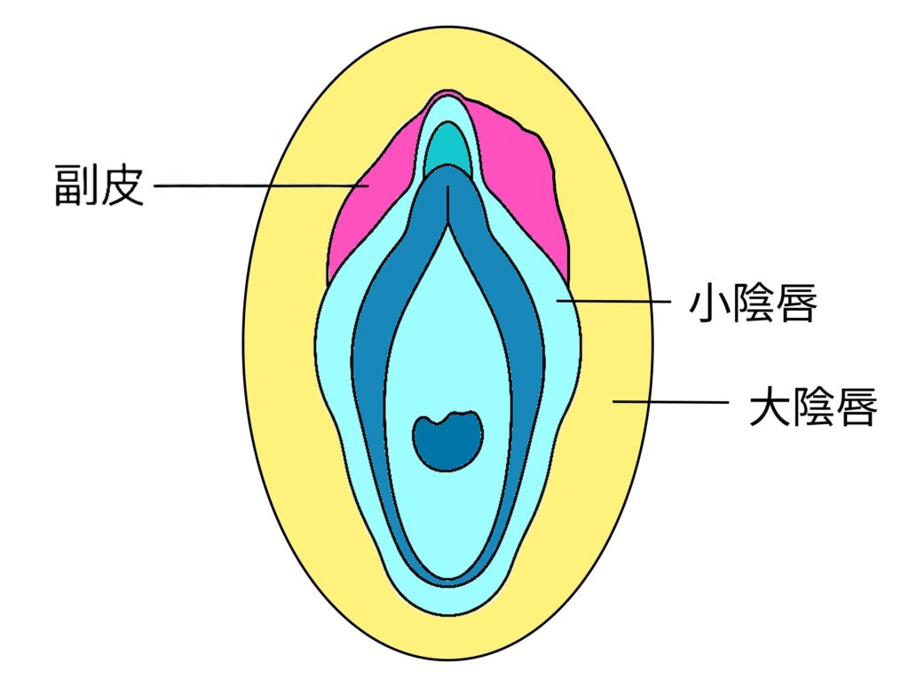 副皮の大きさの左右差